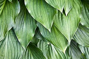 Hosta leaves 