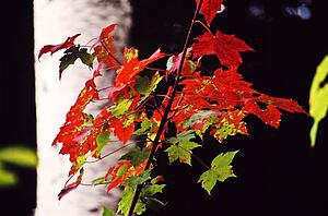 Maple leaves 