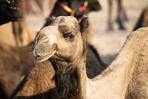 Camel at the Pushkar Camel Fair, India 