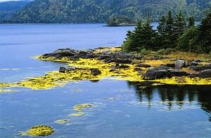 Island at Swift Current, Burin Peninsula, Newfoundland, Canada 