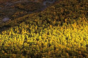 Forest in Fall, Gros Morne National Park, Newfoundland, Canada