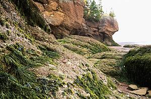 Hopewell Rocks, Shepody Bay, New Brunswick, Canada