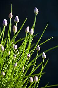 Chives