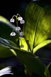 Lily of the valley flowers