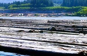 Logs in water