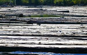 Logs floating in water