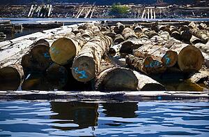 Log driving