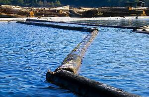 Logs floating in water, lumber industry
