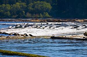 Logs in the water