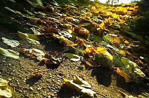 Fallen leaves on the ground