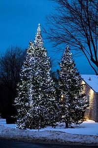 Trees illuminated with lights