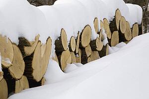 Snow covered logs