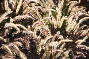 Green Foxtail, Setaria viridis