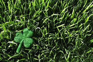 3 leaf clover in the grass