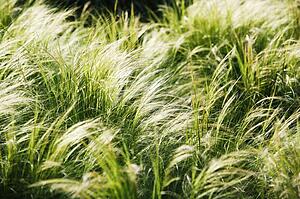 Foxtail grass