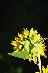 The back of sunflower