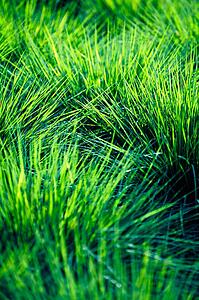 Closeup of grass