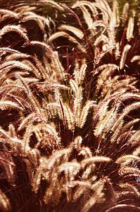 Green foxtail