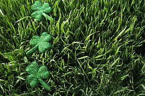 Shamrocks in the grass