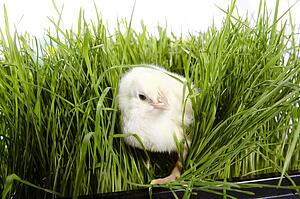 Chick in grass