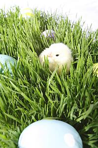 Colored eggs and a baby chick in the grass