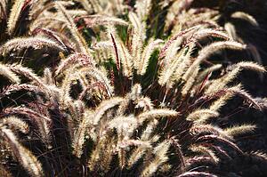 Green foxtail