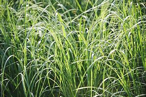 Tall grass