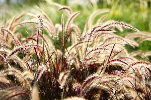 Green foxtail