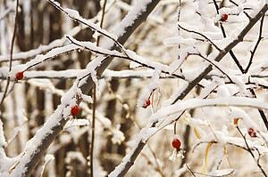 Red berries on snow covered branches