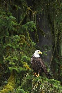 Eagle in the woods