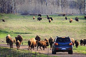 Car driving in a national park