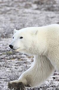 A polar bear