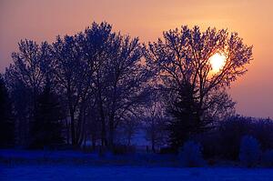 Sun peeking through some trees