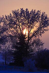 Sunrise through a tree in winter