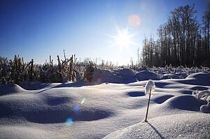 Snow-covered field