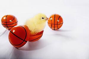 Chick hatching from a plastic basketball