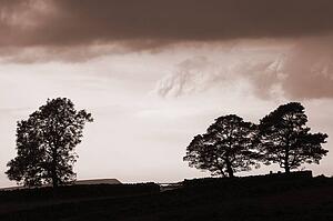 Tree silhouette, Derbyshire, England