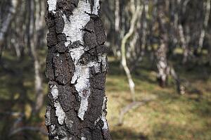 Silver birch trees 