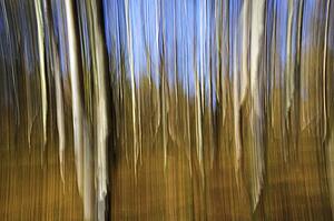 Silver Birch impression
