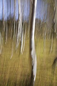 Silver Birch impression, Derbyshire, UK 