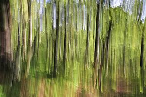 Woodland Impression, Derbyshire, UK 