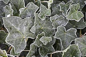 Frosted Ivy leaves 