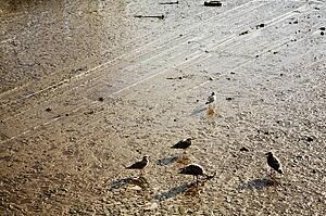 Gulls feeding at low tide, Bridlington, England
