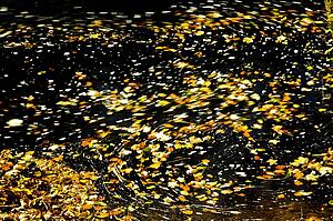 Leaves floating in the water