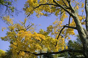 Autumn tree 