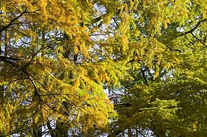 Yellow pine tree