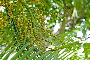Coffee plant, Dominican Republic