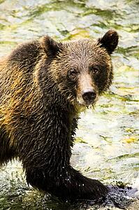 Grizzly bear