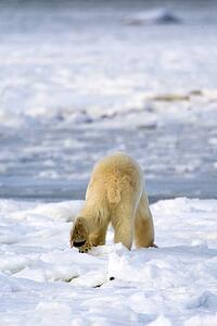 Back of a polar bear