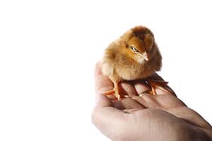 Baby chick being held